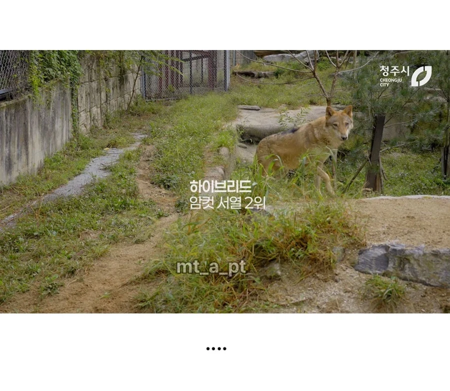 청주시 동물원 늑대들 이름..._4.webp