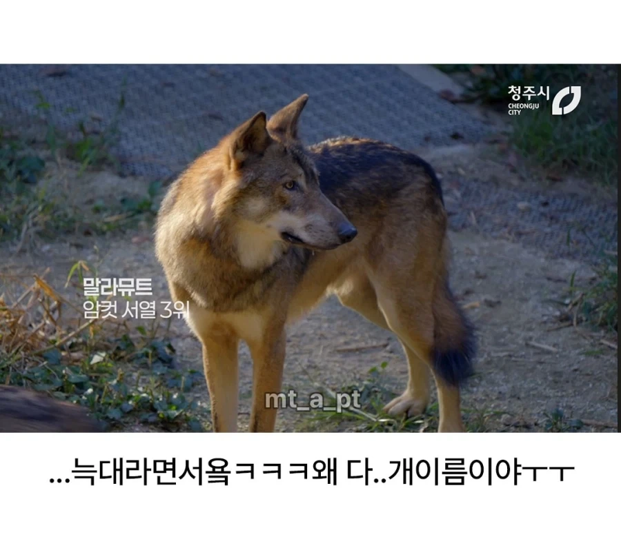 청주시 동물원 늑대들 이름..._5.webp