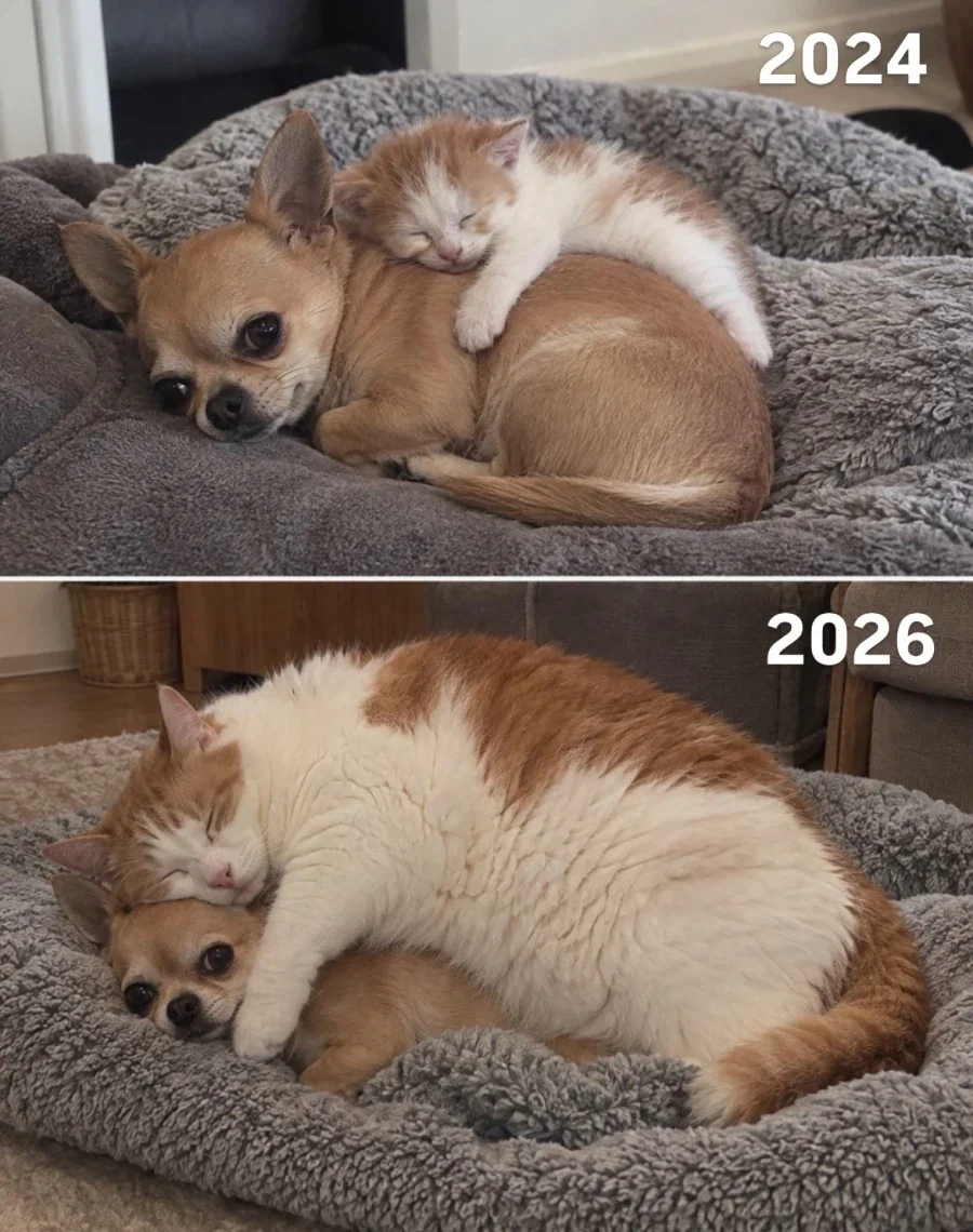 개구리 올챙이적 생각 못한다._1.webp