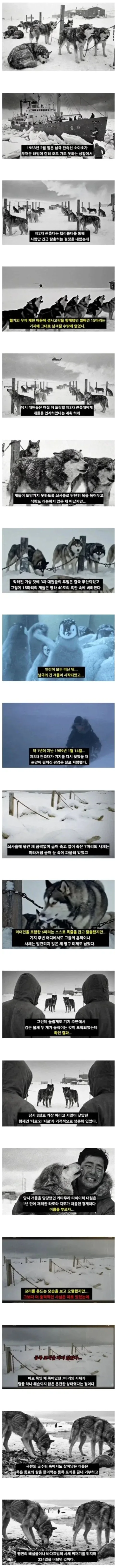 남극에 15마리 개를 버리고 간 일본_1.webp