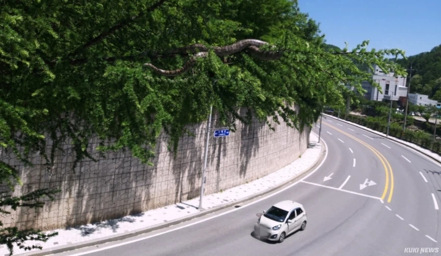 한때 화재였던 태백산 대형 구렁이_1.webp