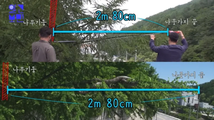 한때 화재였던 태백산 대형 구렁이_2.webp