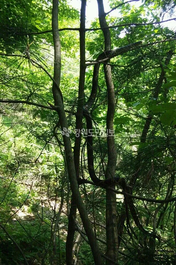 한때 화재였던 태백산 대형 구렁이_3.webp