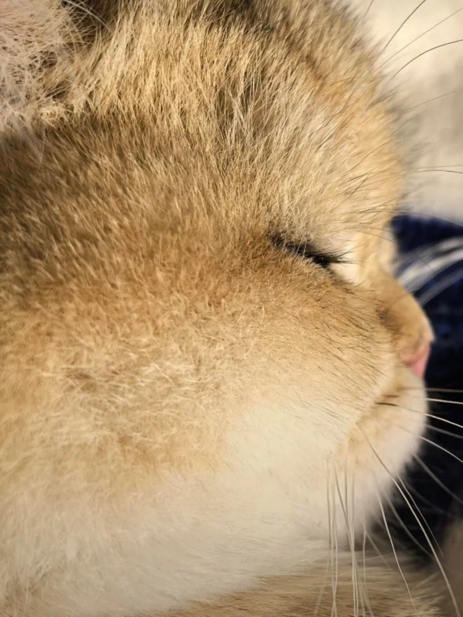 고양이 속눈썹..._1.webp