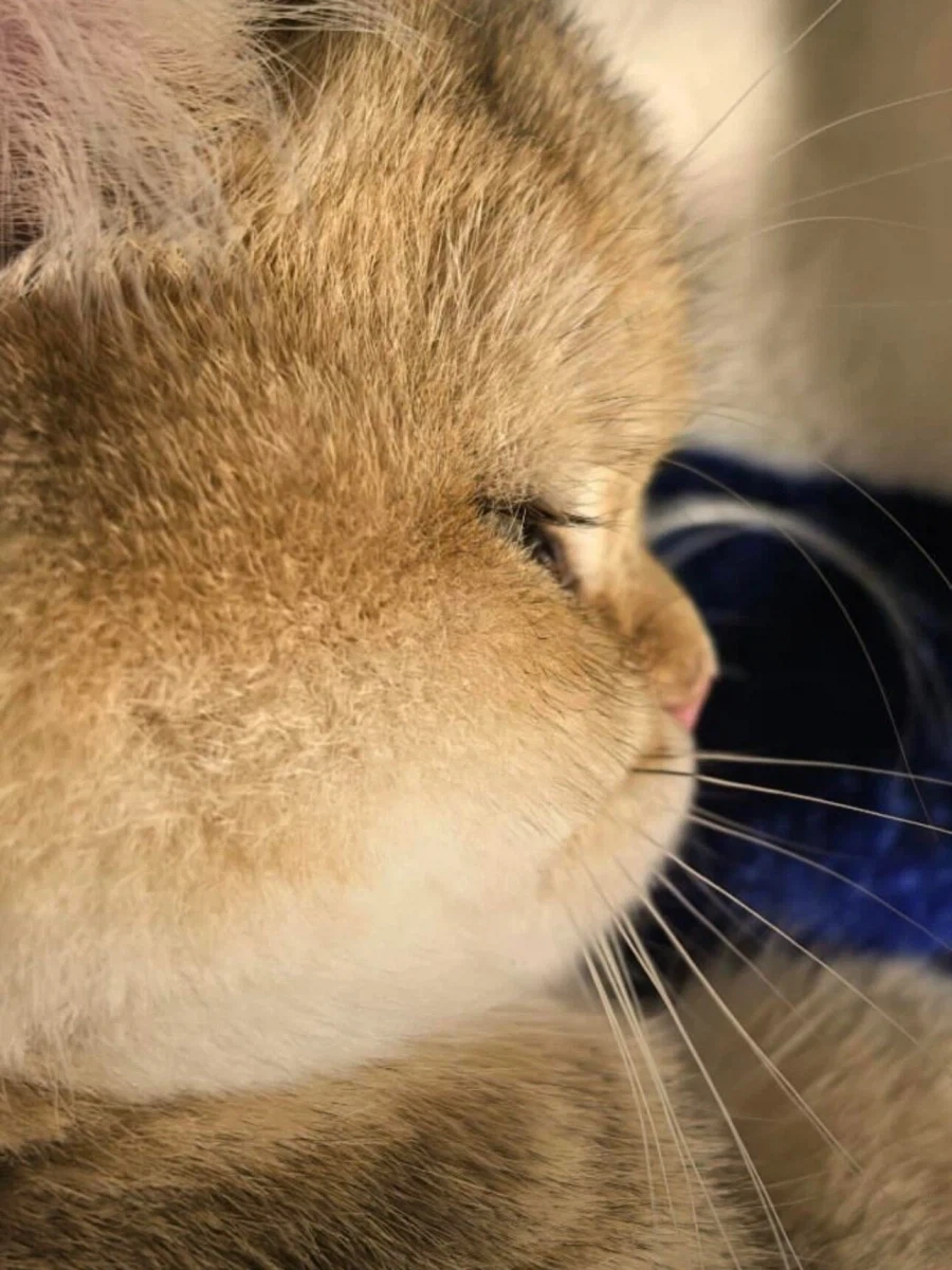 고양이 속눈썹..._2.webp