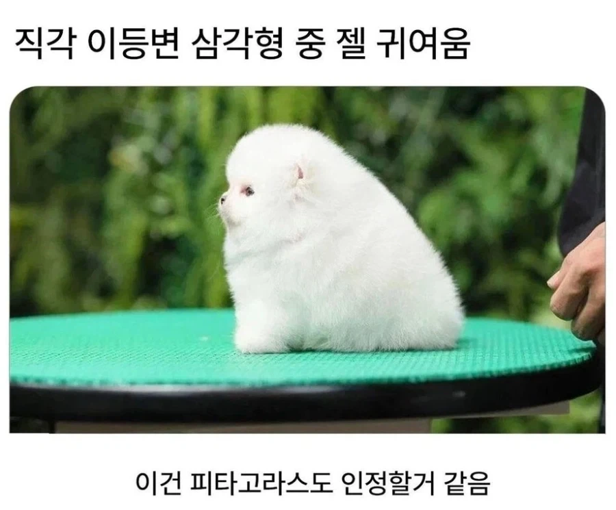 세상에서 가장 귀여운 직각 이등변 삼각형_1.webp