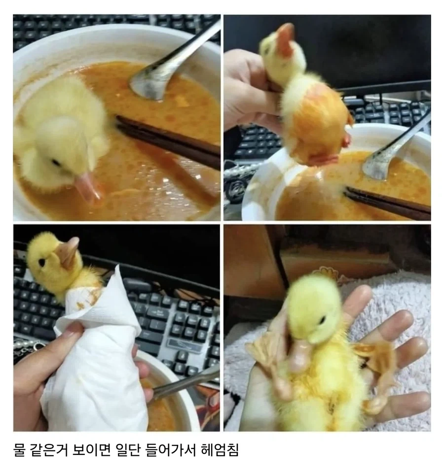 오리 키울 때 조심해야 하는 점.jpg_1.webp