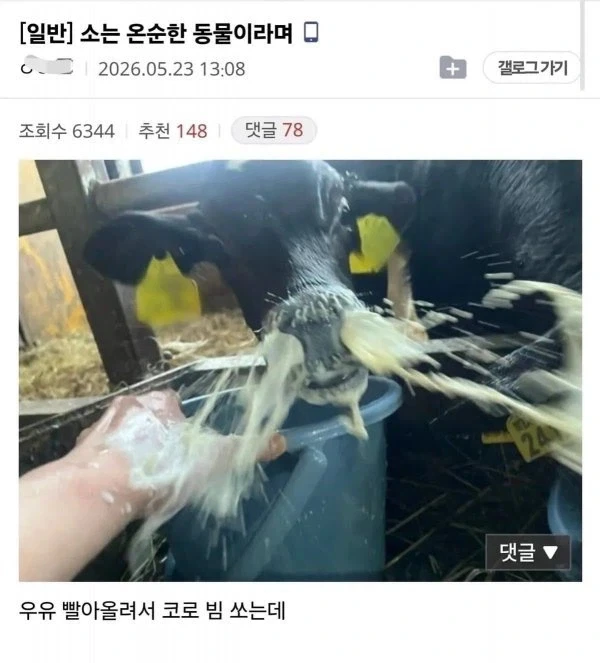 소는 온순한 동물이라며 ..jpg_1.webp