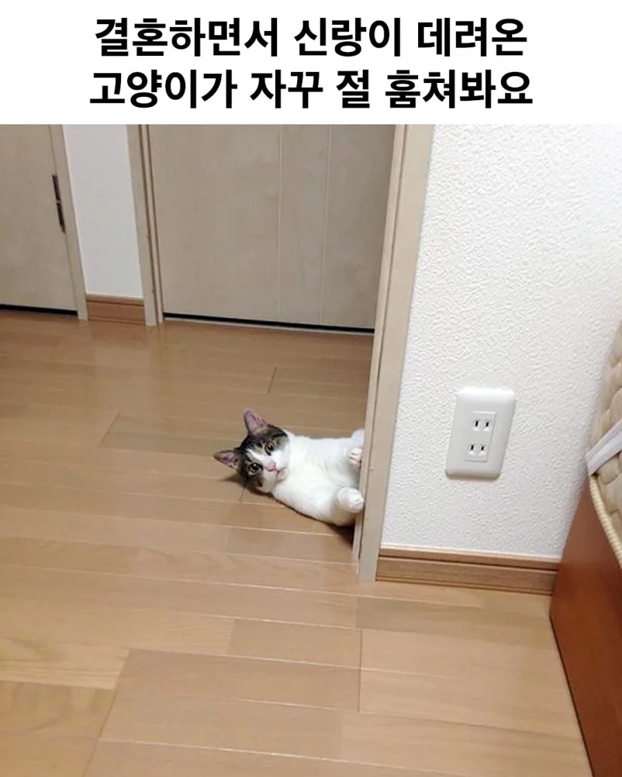 결혼하면서 신랑이 데려온 고앵이_1.webp