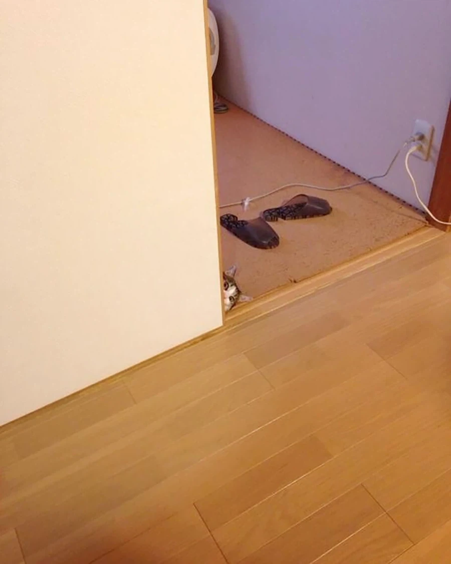 결혼하면서 신랑이 데려온 고앵이_6.webp