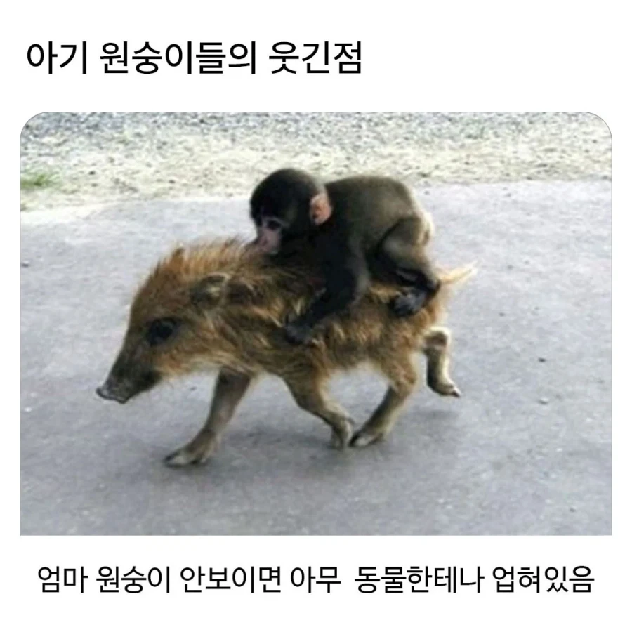 아기 원숭이들의 특징_1.webp