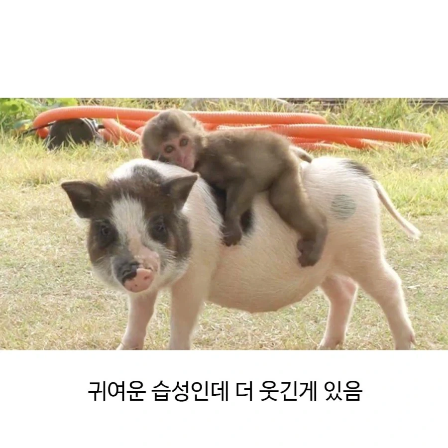 아기 원숭이들의 특징_2.webp