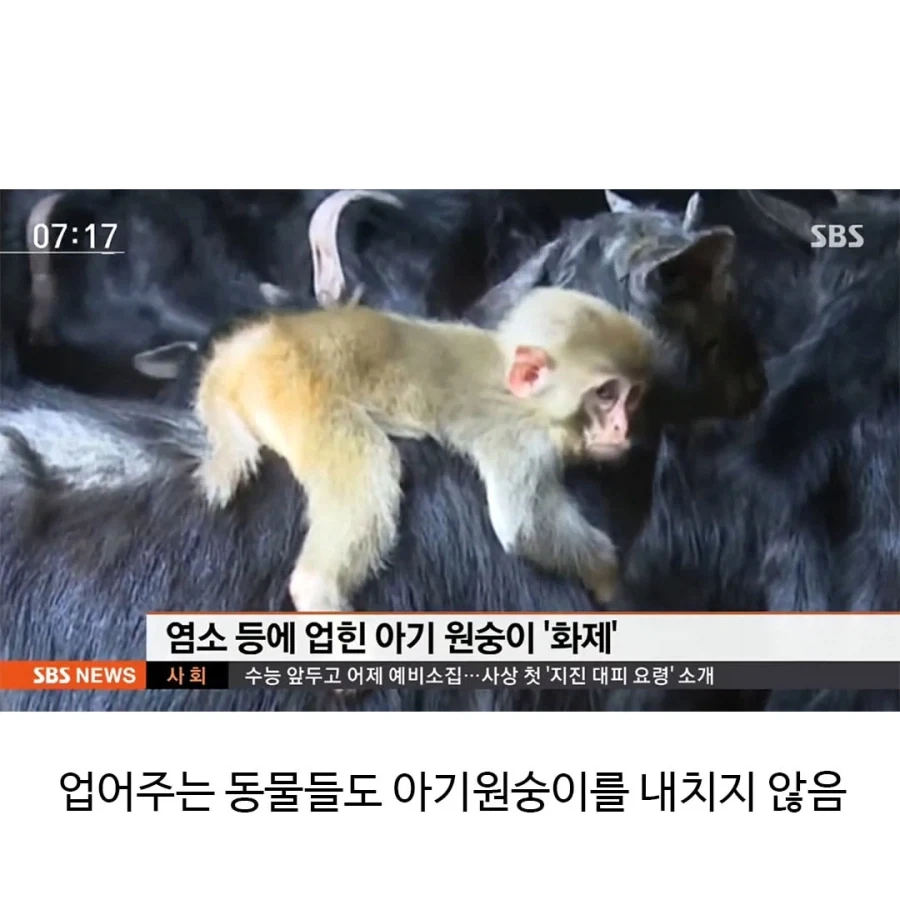 아기 원숭이들의 특징_3.webp