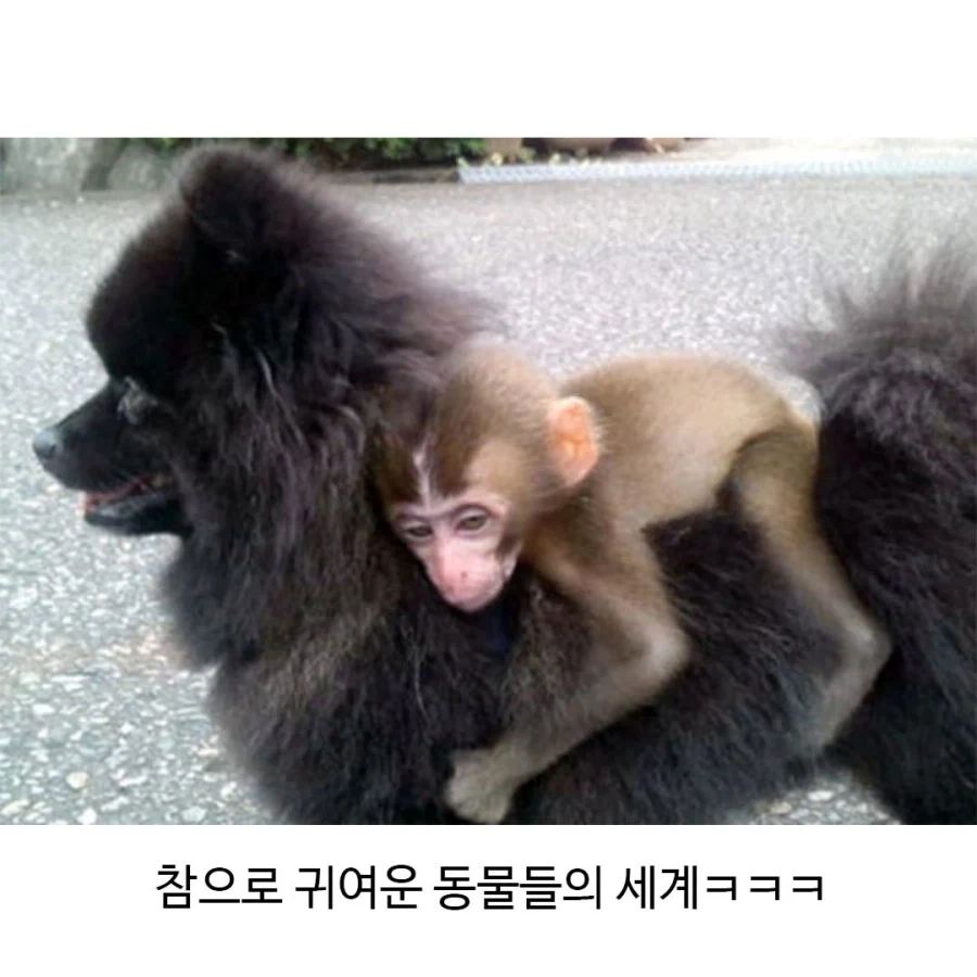 아기 원숭이들의 특징_4.webp