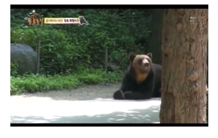 누군가에게 계속 공격받는 암컷 곰.jpg_7.jpg