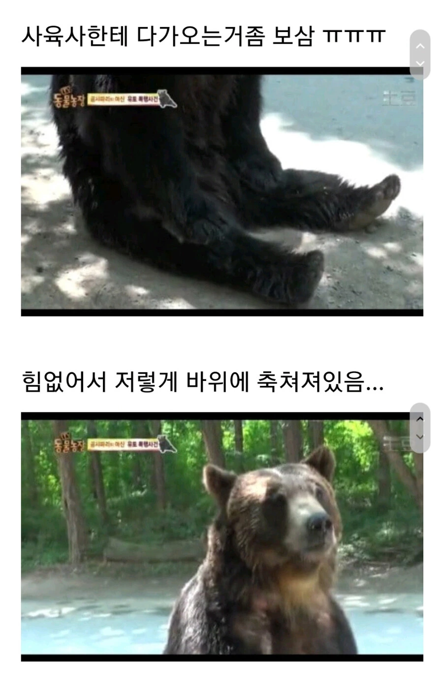 누군가에게 계속 공격받는 암컷 곰.jpg_11.jpg