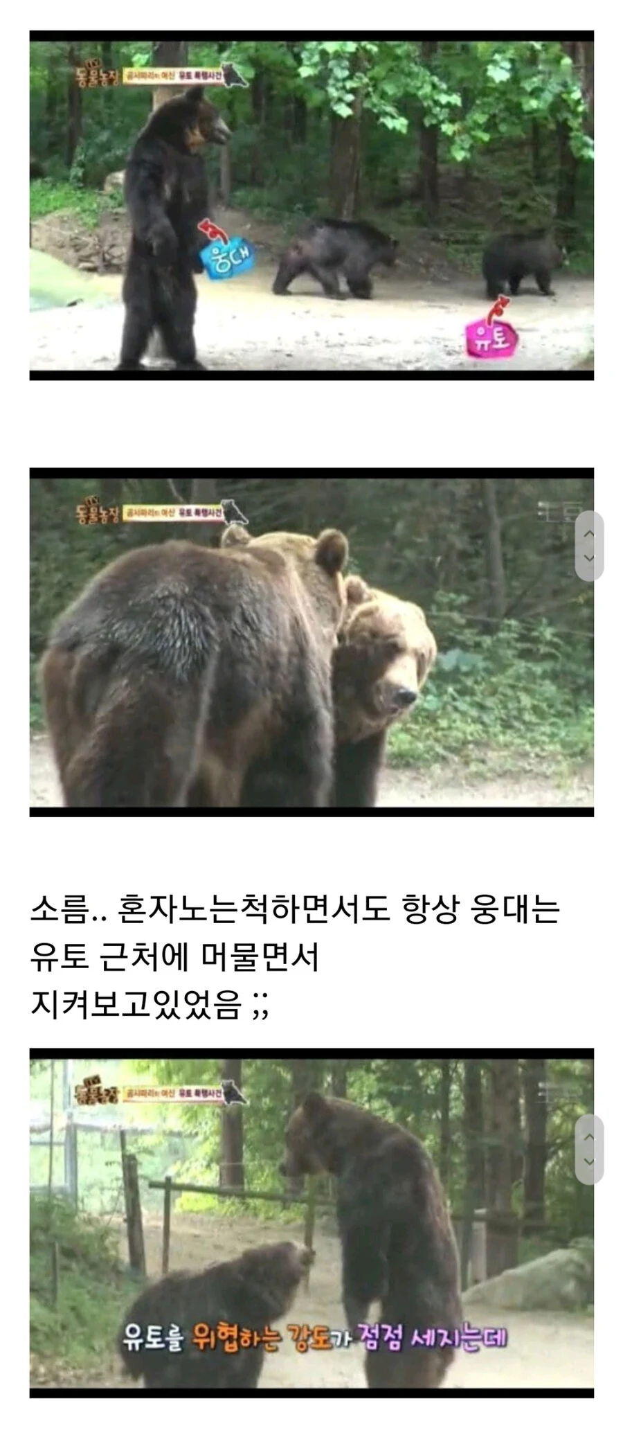 누군가에게 계속 공격받는 암컷 곰.jpg_15.jpg