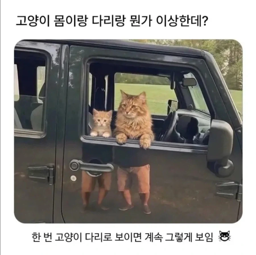 뭔가 이상한 고양이 사진.jpg_1.webp