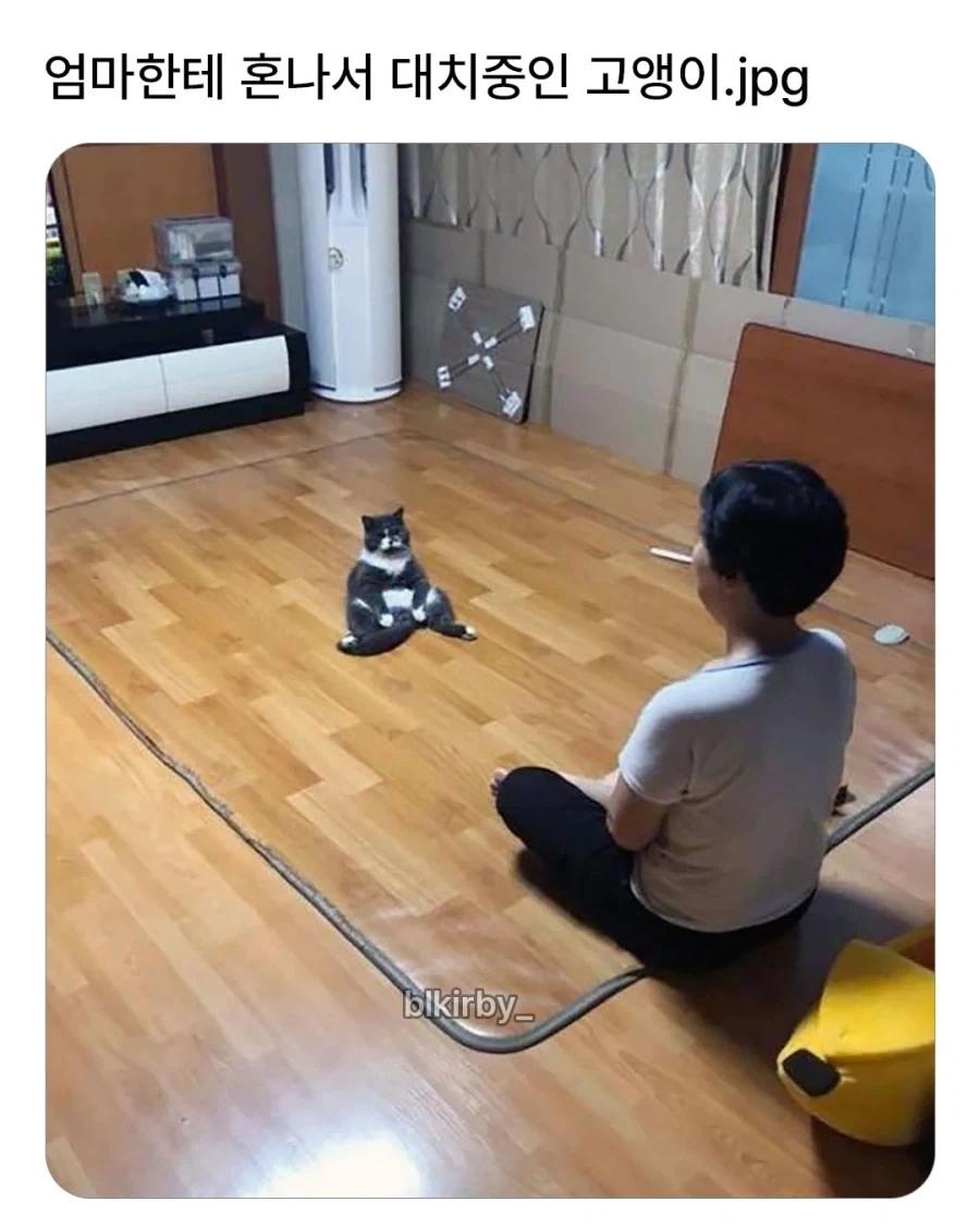 엄마 집사에게 혼나서 대치중인 고양이..._1.webp