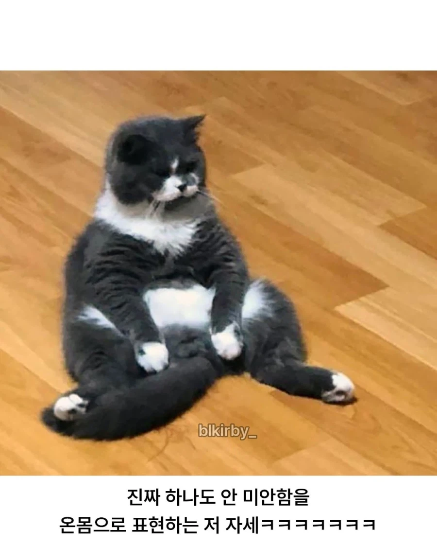 엄마 집사에게 혼나서 대치중인 고양이..._2.webp