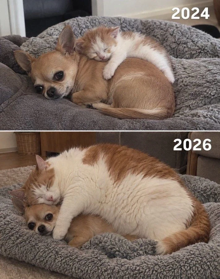 새끼때부터 강아지를 잘따르던 고양이_1.webp