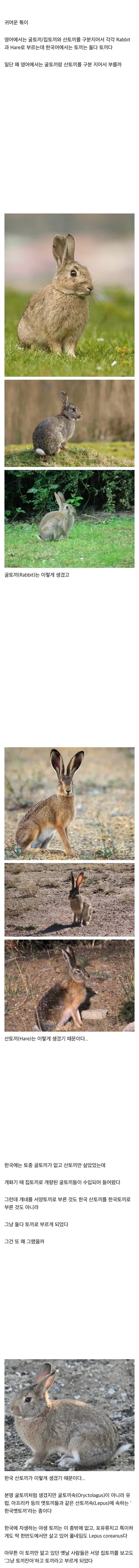 영어에서 굴토끼(rabbit)와 산토끼(hare)를 구별하는 이유_1.webp