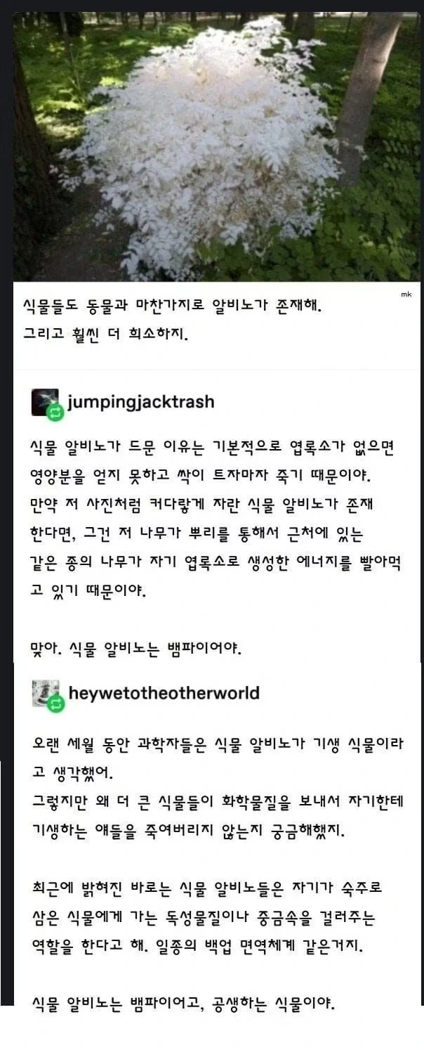 알비노 식물이 살아남는 법_1.webp