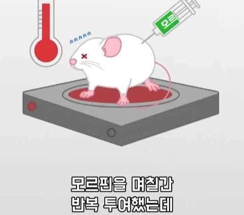 플라시보 효과는 단순 기분탓이 아니라는 연구.jpg_20.webp
