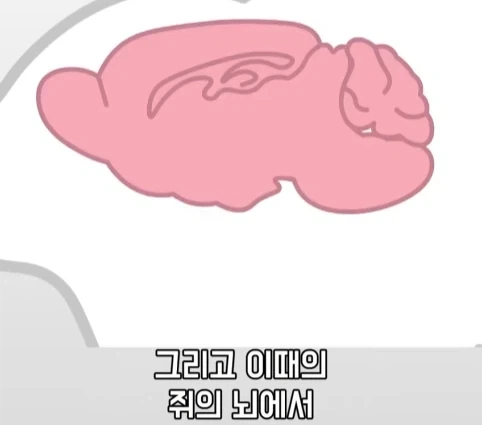 플라시보 효과는 단순 기분탓이 아니라는 연구.jpg_23.webp