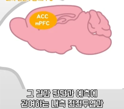 플라시보 효과는 단순 기분탓이 아니라는 연구.jpg_25.webp