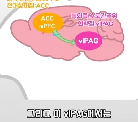 플라시보 효과는 단순 기분탓이 아니라는 연구.jpg_29.webp
