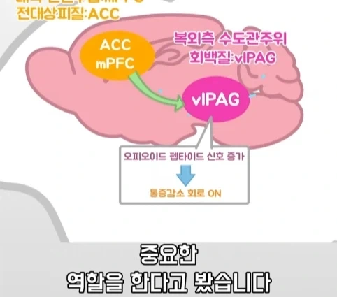 플라시보 효과는 단순 기분탓이 아니라는 연구.jpg_33.webp