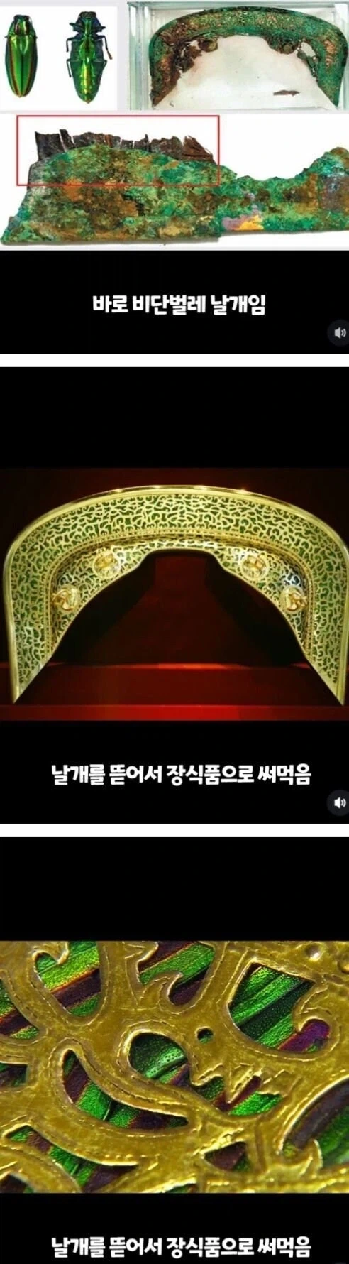 곤충을 이용해 만든 유물.jpg_1.webp