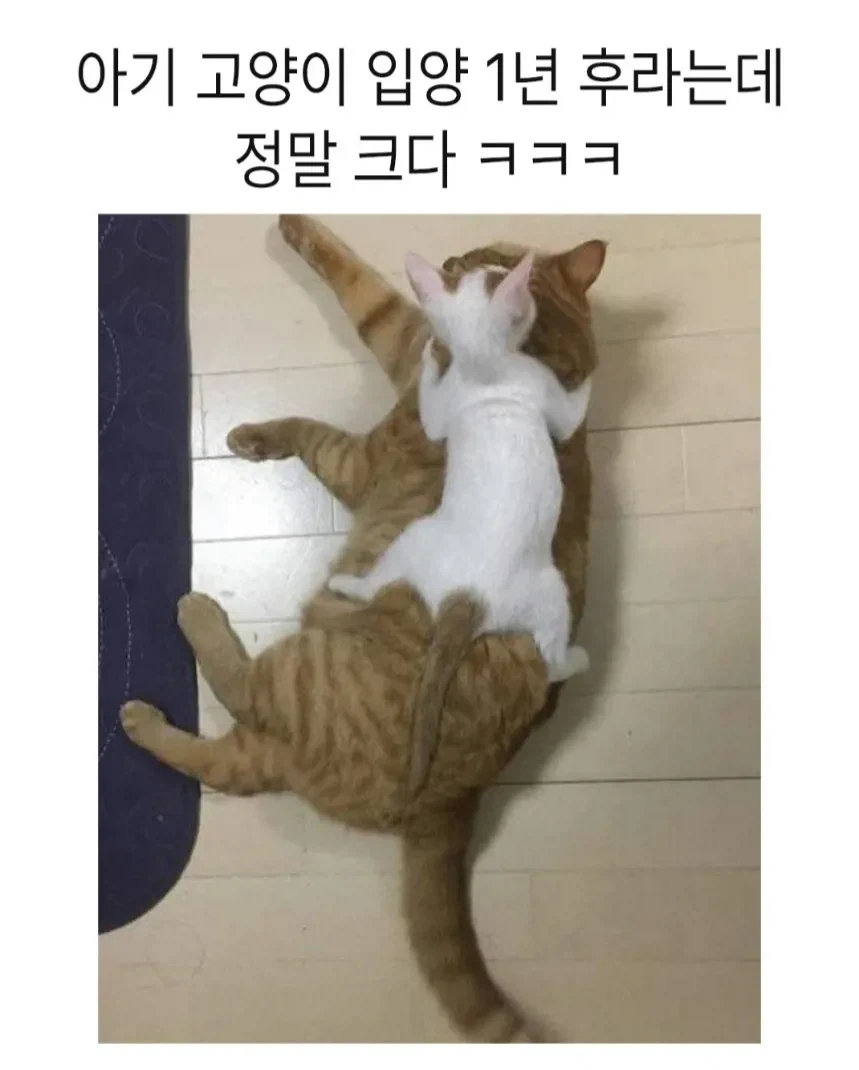 아기고양이 입양 1년후.jpg_1.webp