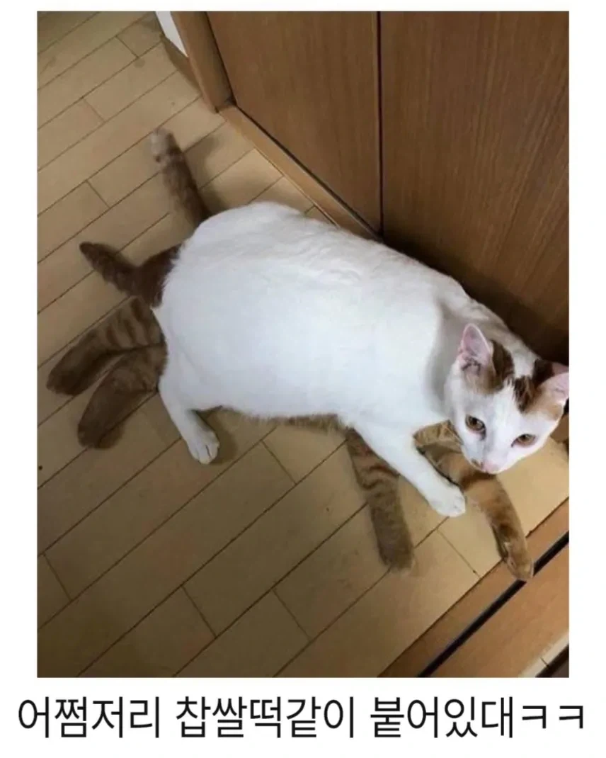 아기고양이 입양 1년후.jpg_2.webp