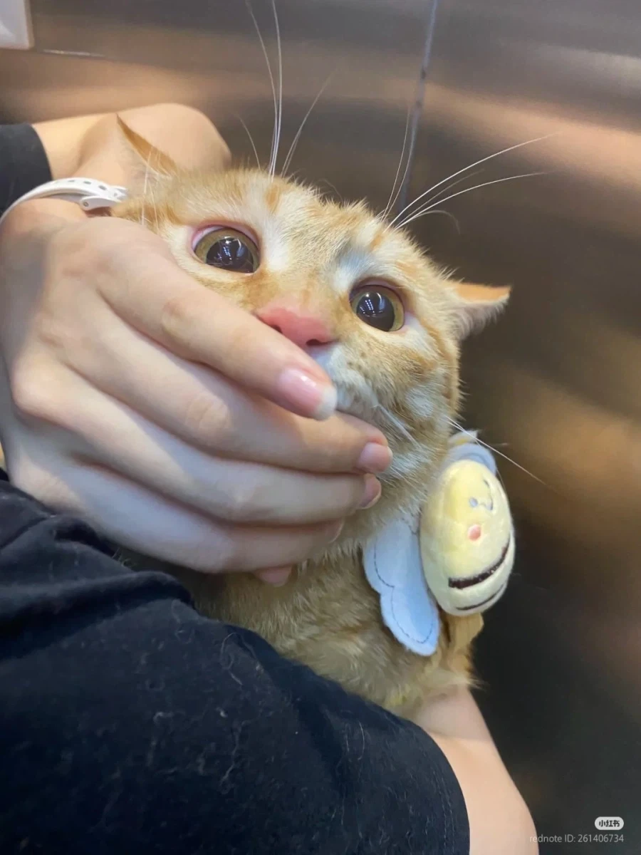 고양이 주인: 쉿, 산책은 조용히 _2.webp