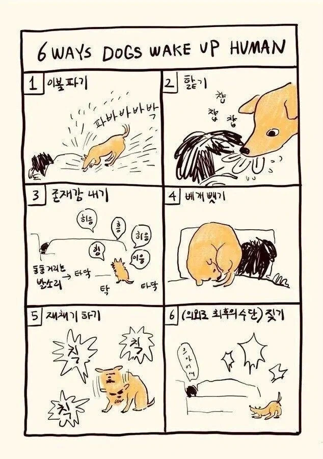 개가 인간을 깨우는 방법들_1.webp