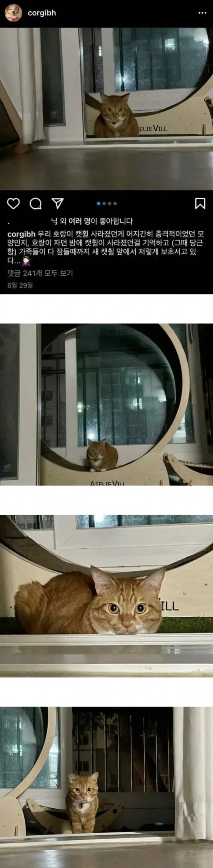캣휠 사라질까 봐 보초 서는 고양이_1.webp