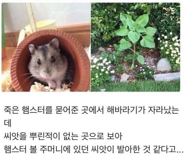 죽은 햄스터를 묻어준 곳에서 해바라기가 자라났는데._1.webp