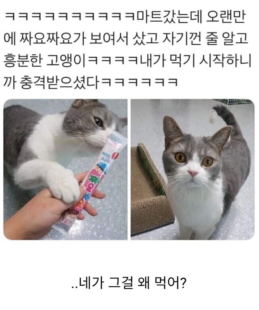 집사야… 니가 그걸 왜 처먹냥….jpg_1.webp