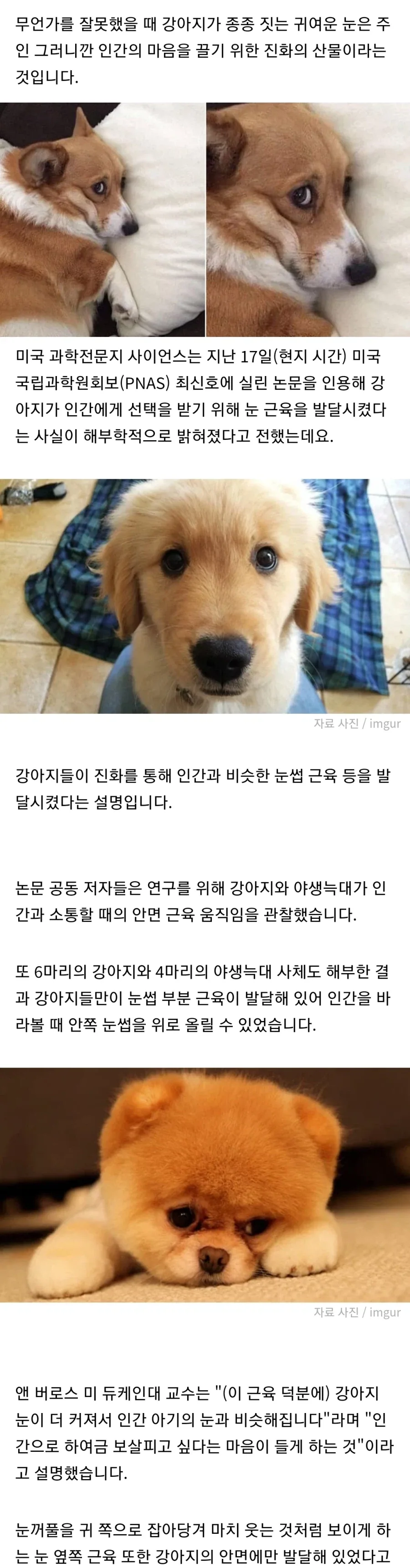 강아지와 표정_1.webp