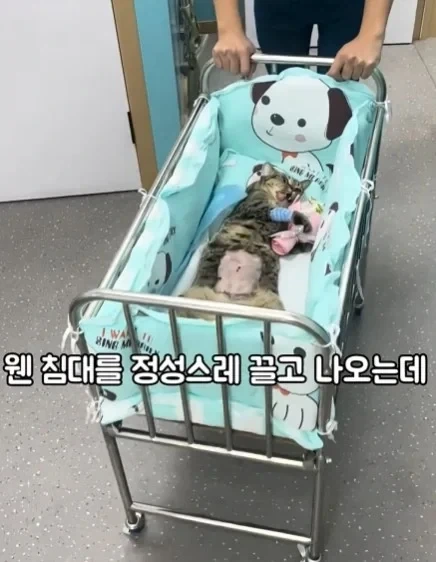 고양이들이 받는 상장_1.webp