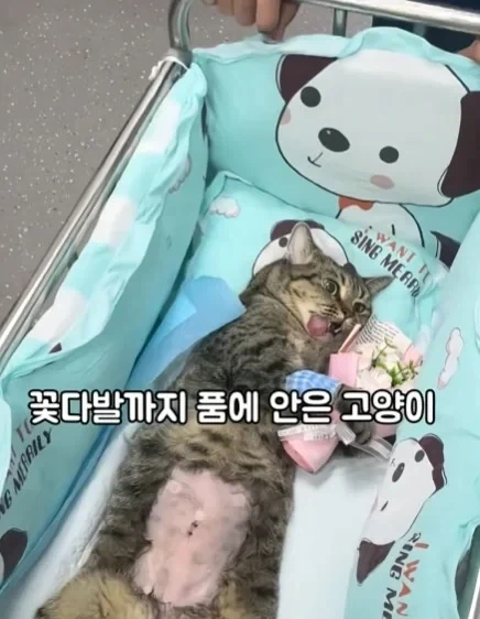 고양이들이 받는 상장_2.webp