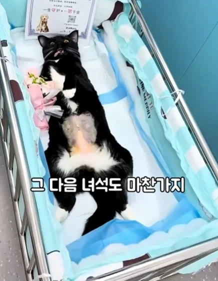 고양이들이 받는 상장_3.webp