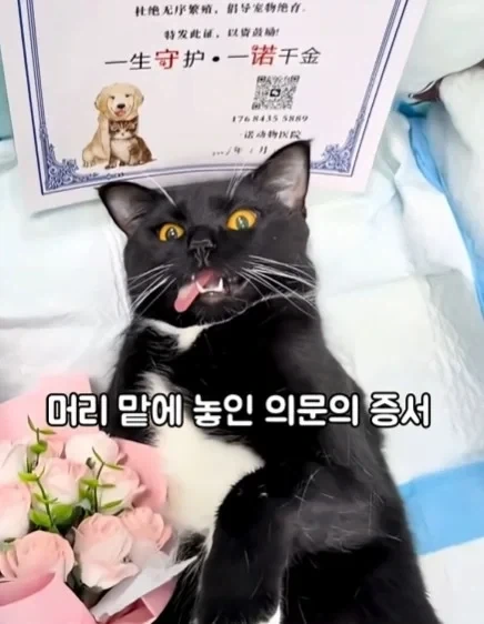고양이들이 받는 상장_4.webp