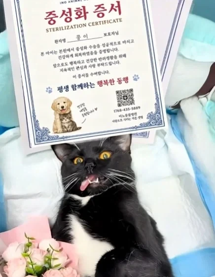 고양이들이 받는 상장_5.webp