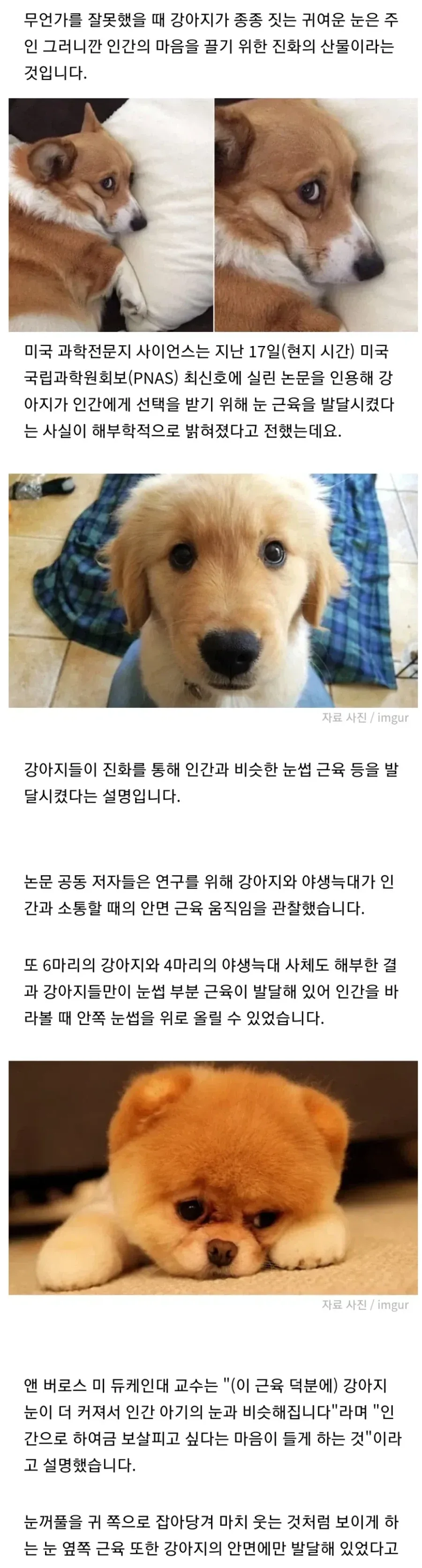 강아지와 표정_1.webp