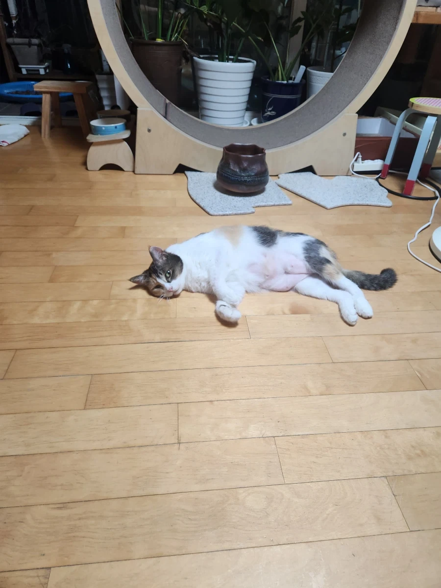 건방진 어린놈이 다시 왔습니다._4.webp