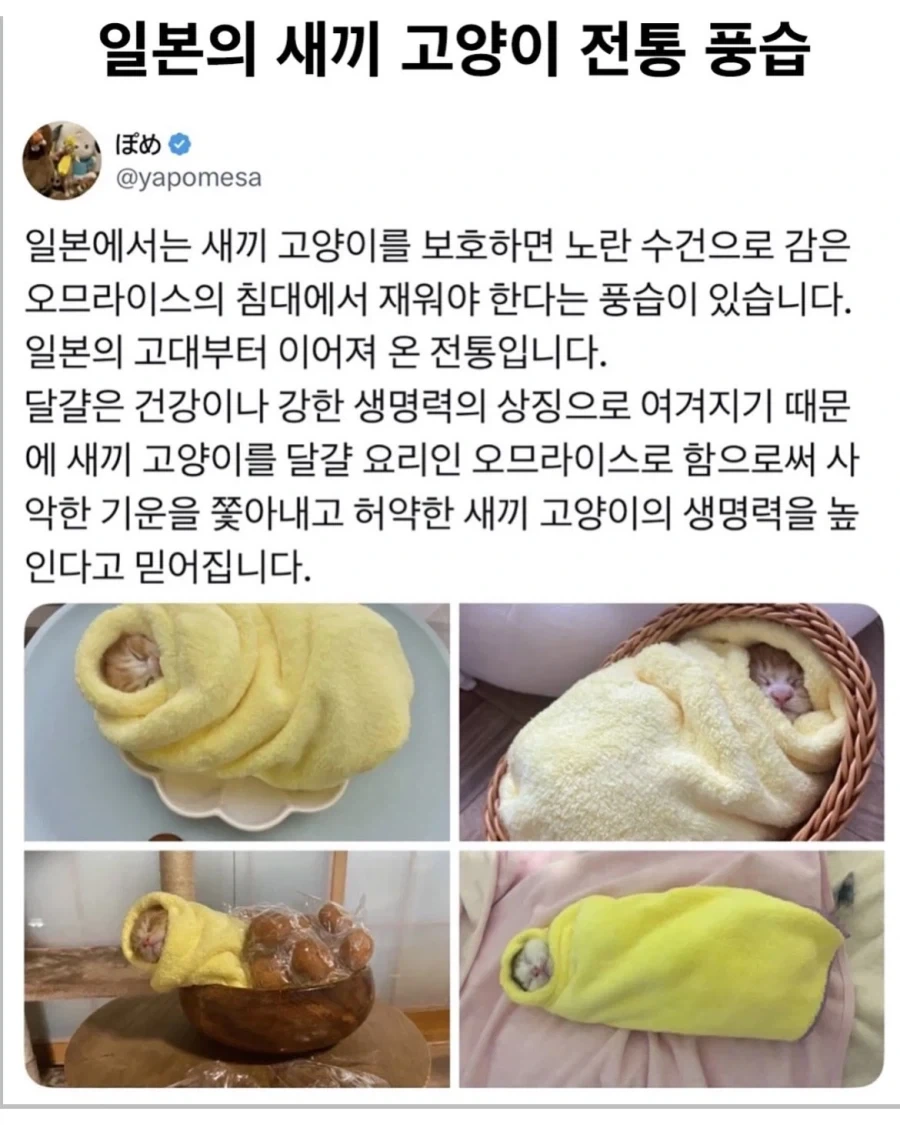 일본 새끼 고양이 전통 풍습?_1.webp