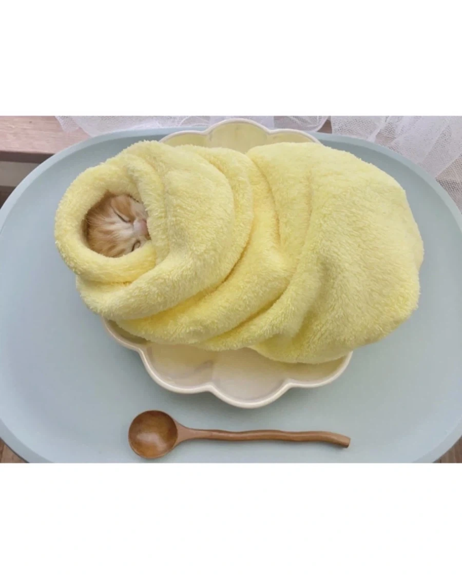 일본 새끼 고양이 전통 풍습?_2.webp